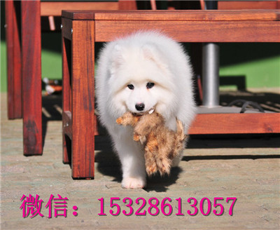 舟山哪里能买到萨摩耶微笑天使萨摩耶幼犬萨摩耶幼犬健康保证萨摩耶犬舍