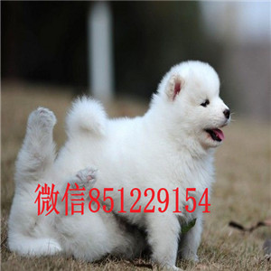 海口哪里出售萨摩耶 ?？谌Χ嗌偾恢?萨摩