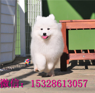 十堰哪里有卖萨摩耶纯种萨摩耶多少钱萨摩耶幼
