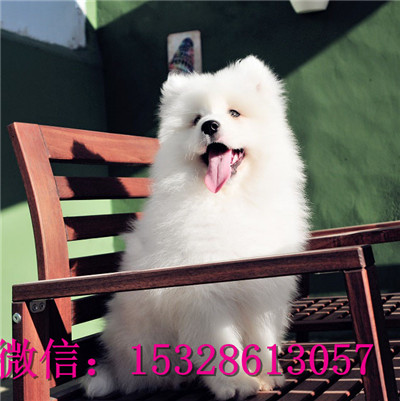 吉林哪里有卖萨摩耶微笑天使萨摩耶幼犬双血统萨摩耶幼犬图片萨摩耶繁殖基地