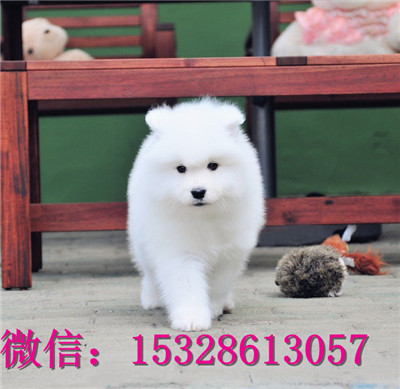 吉林哪里有卖萨摩耶微笑天使萨摩耶幼犬双血统萨摩耶幼犬图片萨摩耶繁殖基地