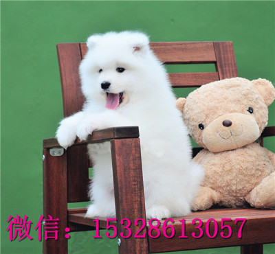 吉林哪里有卖萨摩耶微笑天使萨摩耶幼犬双血统萨摩耶幼犬图片萨摩耶繁殖基地
