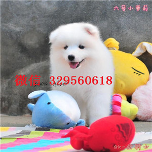  重庆铜梁哪里卖萨摩耶犬多少钱萨摩耶犬价格