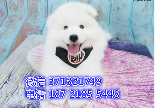 重庆萨摩耶犬出售纯种幼犬，大型犬萨摩耶狗狗 一窝聪明活泼