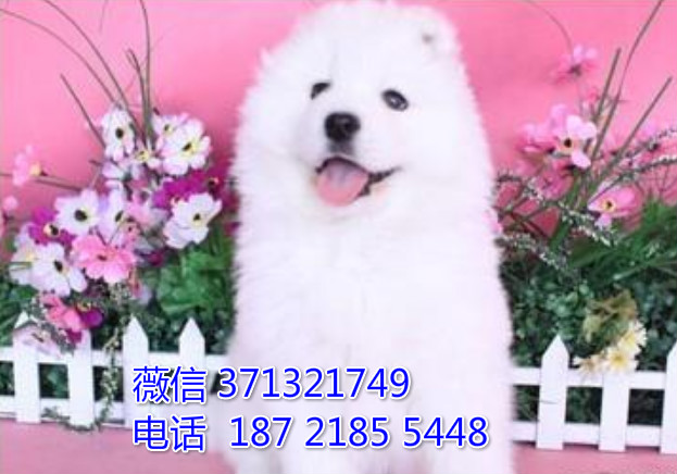 纯种萨摩犬出售 济南犬舍 济南狗场繁殖萨摩耶