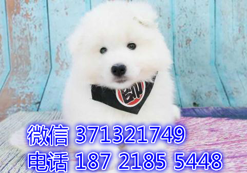 重庆萨摩耶犬出售纯种幼犬，大型犬萨摩耶狗狗 一窝聪明活泼