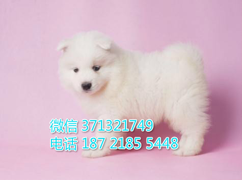 萨摩犬出售纯种幼犬 南京萨摩耶犬出售 南京犬