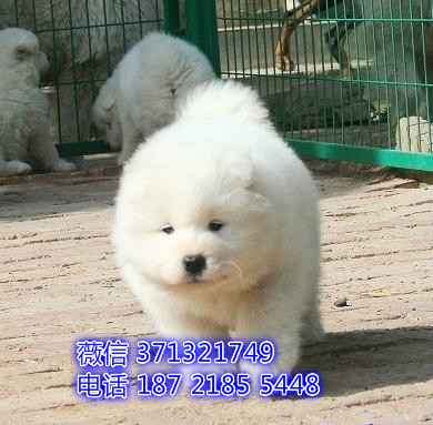 萨摩出售健康聪明的萨摩耶狗狗，狗场繁殖 南京基地