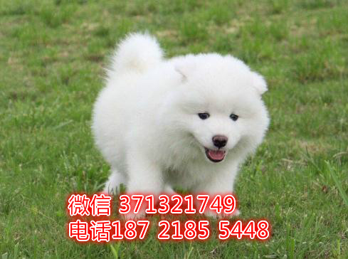 杭州萨摩犬出售纯种幼犬 家养犬舍繁殖萨摩耶狗狗 品相好