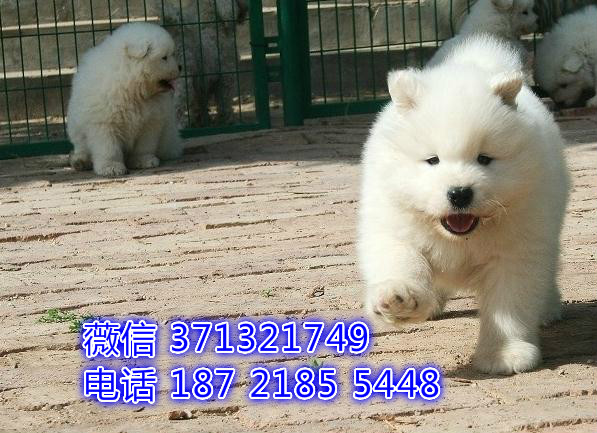 萨摩出售健康聪明的萨摩耶狗狗，狗场繁殖 南京基地