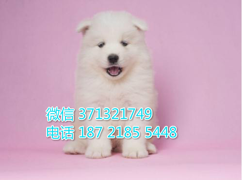 萨摩犬出售纯种幼犬 南京萨摩耶犬出售 南京犬舍 南京宠物店