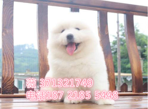 长沙犬舍出售萨摩犬狗狗 一窝萨摩犬 包健康萨