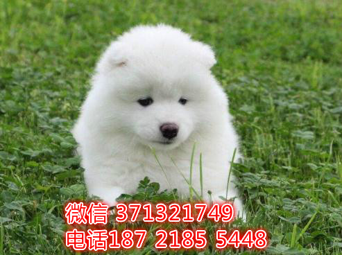 杭州萨摩犬出售纯种幼犬 家养犬舍繁殖萨摩耶狗狗 品相好
