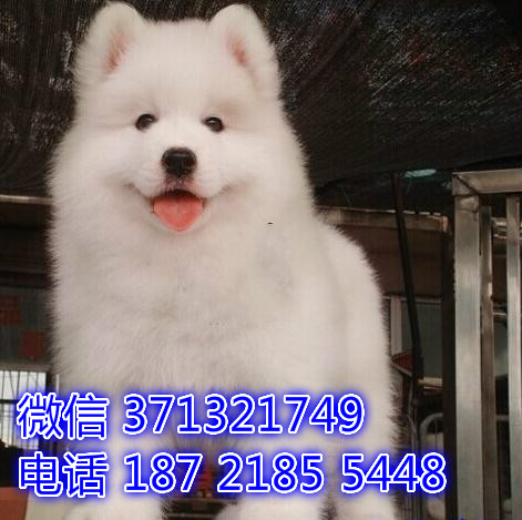 萨摩犬出售 特价宠物狗狗 哈尔滨犬舍繁殖萨摩