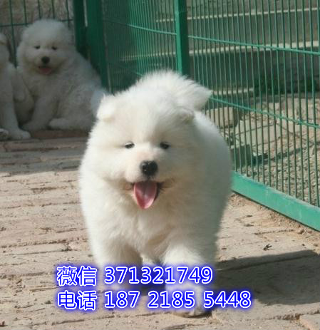 南京基地出售萨摩犬，萨摩耶犬宝宝 找新人