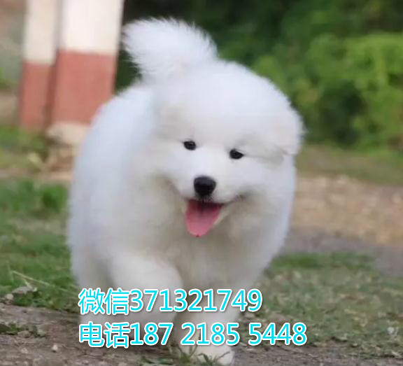 萨摩出售纯种，?？谌?，狗场繁殖 萨摩耶狗狗