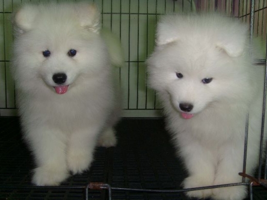 西畴卖萨摩耶西畴买萨摩耶西畴狗场常年出售纯