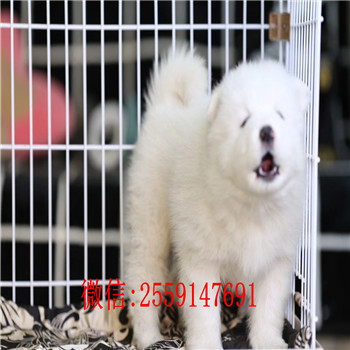 宁波本地萨摩耶怎么卖 宁波哪里卖健康的萨摩