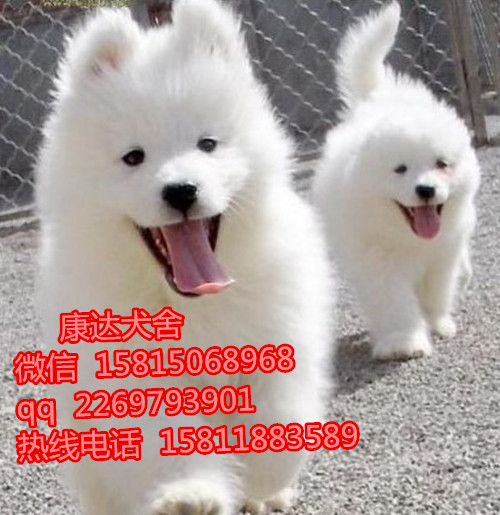 东莞哪里有卖熊版萨摩耶