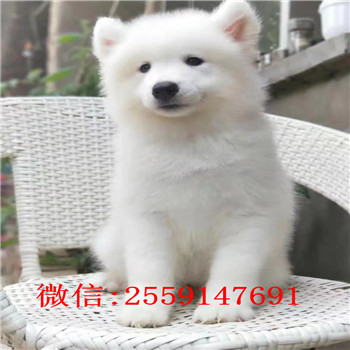 南京萨摩耶怎么卖的 南京哪里有萨摩耶出售 纯