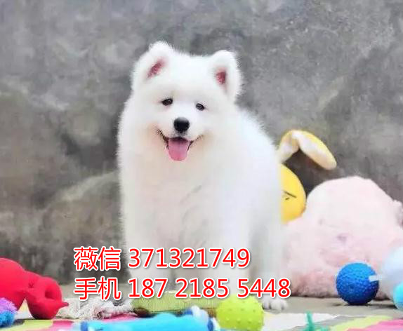 哪里有卖萨摩犬 武汉萨摩耶价格多少 武汉萨摩
