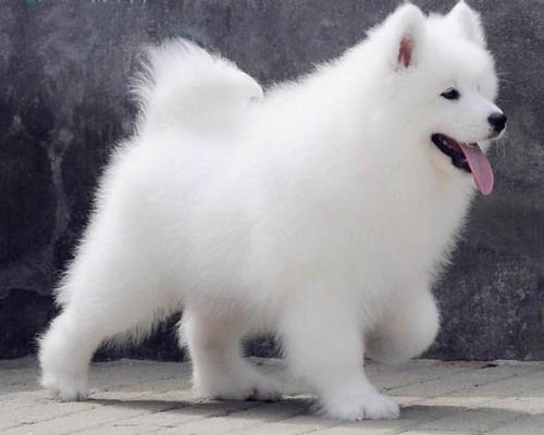 东莞哪里有宠物市场 东莞哪里买萨摩耶好 萨摩