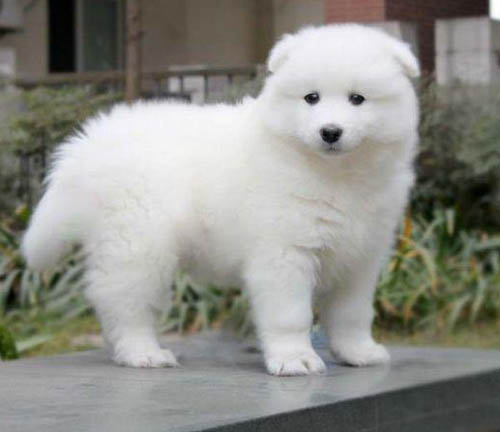 东莞哪里有宠物市场 东莞哪里买萨摩耶好 萨摩耶多少钱一只