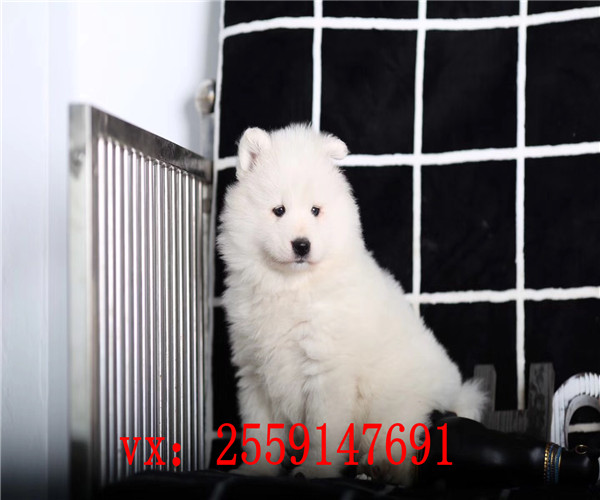 东莞哪里卖纯种萨摩耶 东莞萨摩耶怎么卖的 东