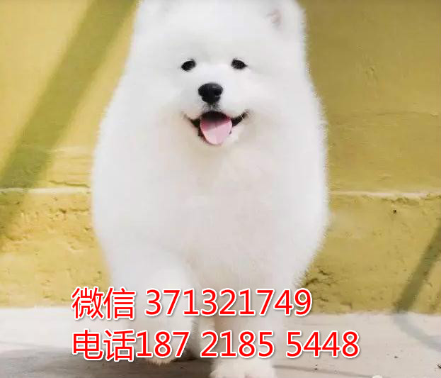 佛山萨摩犬出售纯种幼犬 公母都有 犬舍直销萨