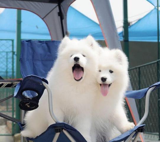 济南犬舍出售纯种萨摩耶犬狗市场在哪 网上哪