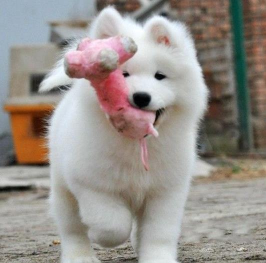 东莞宠物狗狗犬舍出售纯种萨摩耶犬幼犬狗狗领