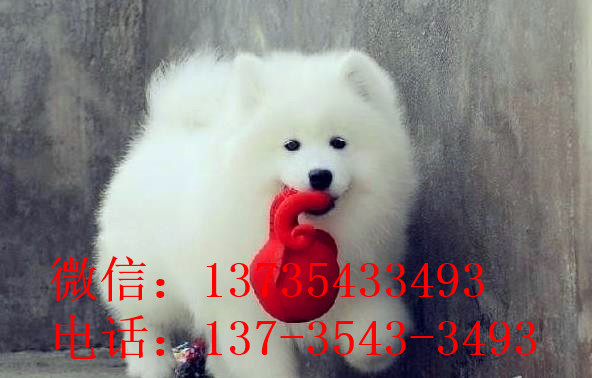 常德宠物狗狗犬舍出售萨摩耶犬卖狗买狗在哪有狗市场