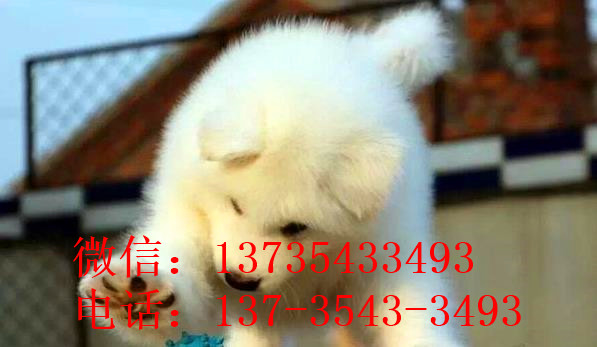 汕尾宠物狗狗犬舍出售纯种萨摩耶犬幼犬狗狗领养