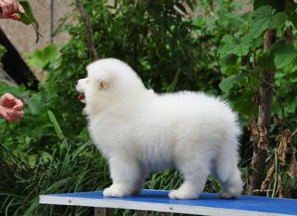 沈阳犬舍宠物狗狗出售纯种萨摩犬幼犬白色萨摩