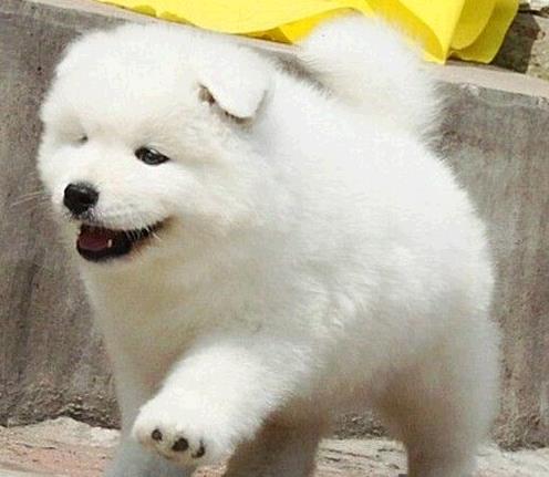 汕头犬舍出售纯种萨摩耶幼犬澳版萨摩犬领养宠