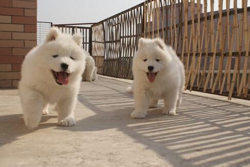 文山马关卖狗马关狗场常年卖萨摩耶