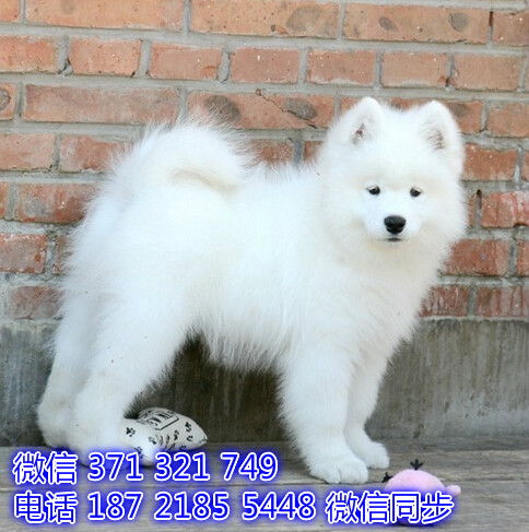 佛山特价萨摩犬出售纯种幼犬 大型犬哈士奇狗