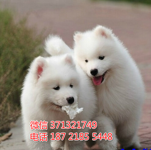 东莞特价 萨摩犬出售纯种幼犬 东莞哪里有犬舍