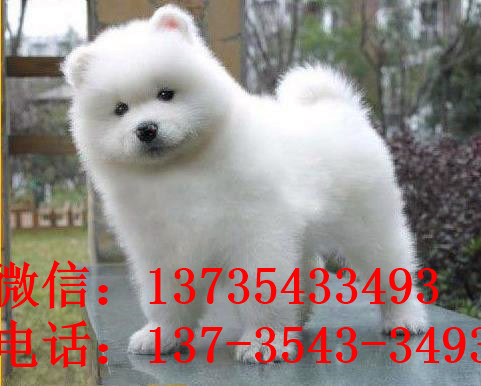 济南宠物狗狗出售纯种萨摩耶犬 哪里有萨摩狗领养