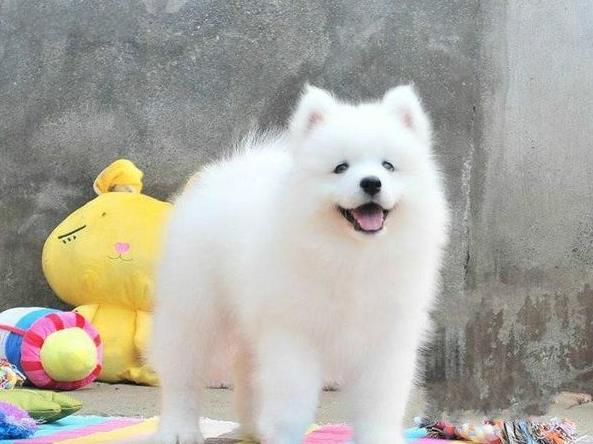 海口宠物狗狗犬舍出售纯种萨摩耶犬幼犬狗狗领