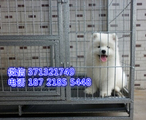 深圳狗场 萨摩犬出售纯种 深圳特价宠物狗狗专卖