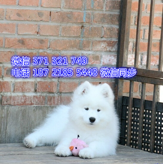 中山 特价 萨摩犬出售纯种幼犬 大型中山狗场