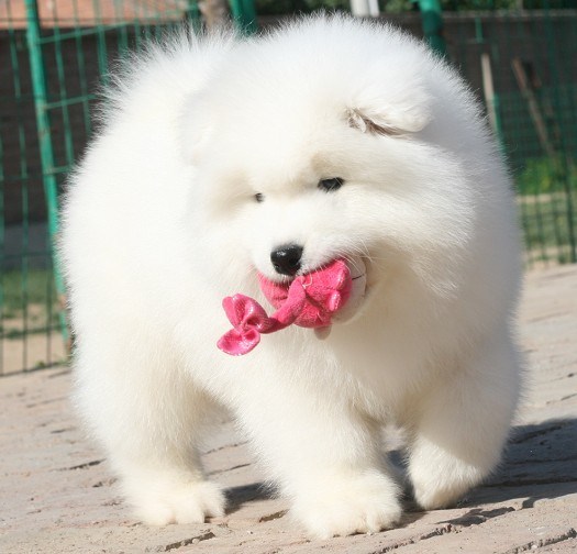 富宁卖萨摩耶富宁哪里买纯种萨摩耶