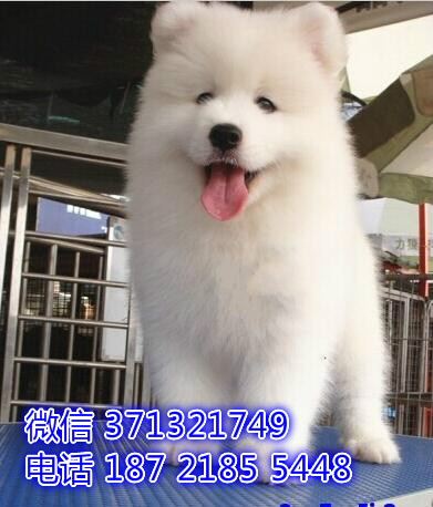 萨摩犬出售纯种 大型犬东莞犬舍在哪里 东莞宠