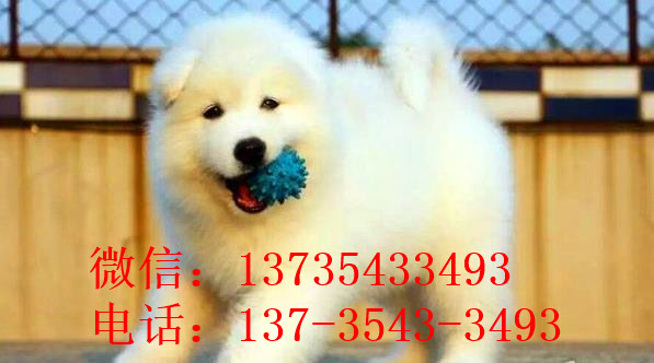 汕尾宠物狗狗犬舍出售纯种萨摩耶犬幼犬狗狗领养