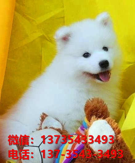 济南犬舍出售纯种萨摩耶犬 宠物狗市场在哪 卖狗领养宠物