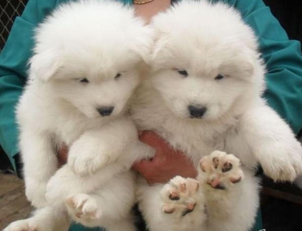 珠海宠物狗狗犬舍出售萨摩耶犬卖狗买狗在哪有狗市场