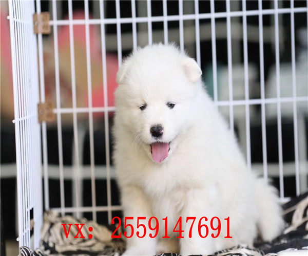 西安哪里卖纯种萨摩耶 西安哪里卖健康的萨摩耶 西安萨摩耶怎么卖的