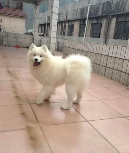 哈尔滨犬舍宠物狗狗出售纯种萨摩犬幼犬白色萨