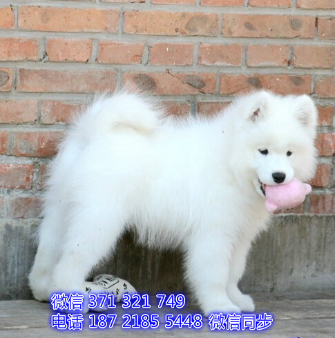 西安 专业繁殖 萨摩犬出售纯种幼犬 西安哪里